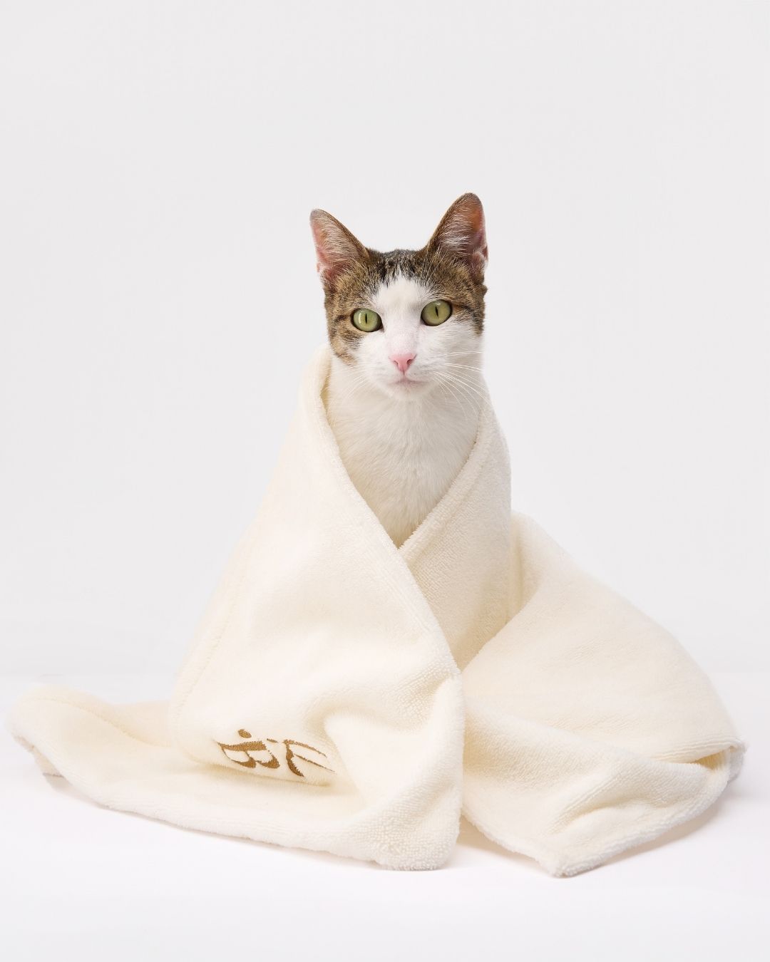 Spazzola il tuo gatto nel modo giusto con i consigli dei professionisti