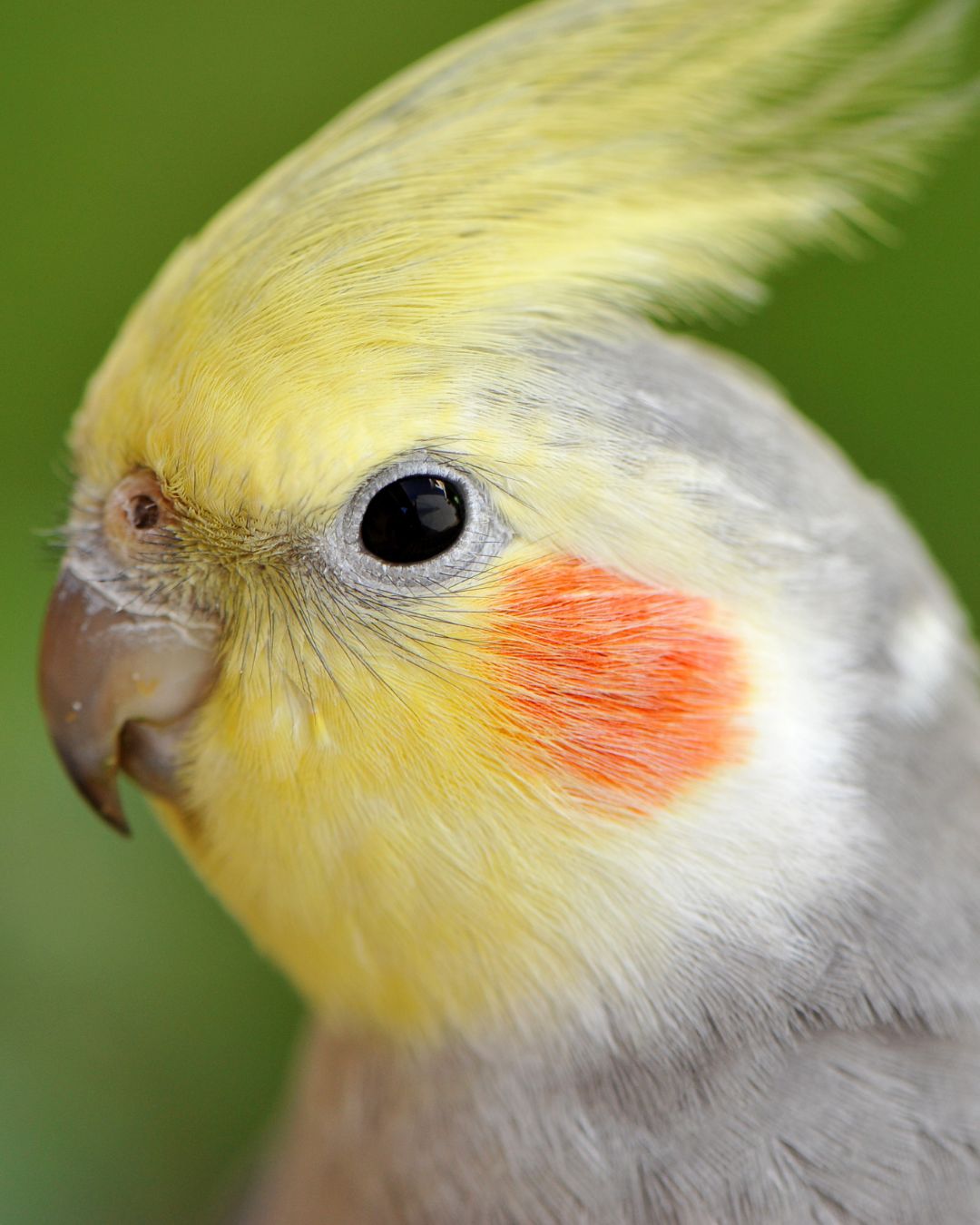 Guida alle piume degli uccelli: anatomia, tipi e guida alla cura