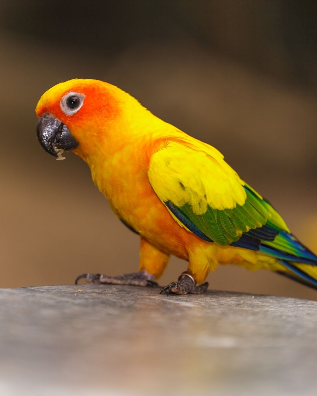 7 fatti interessanti sui Conuri del sole, quei colorati pappagalli da compagnia