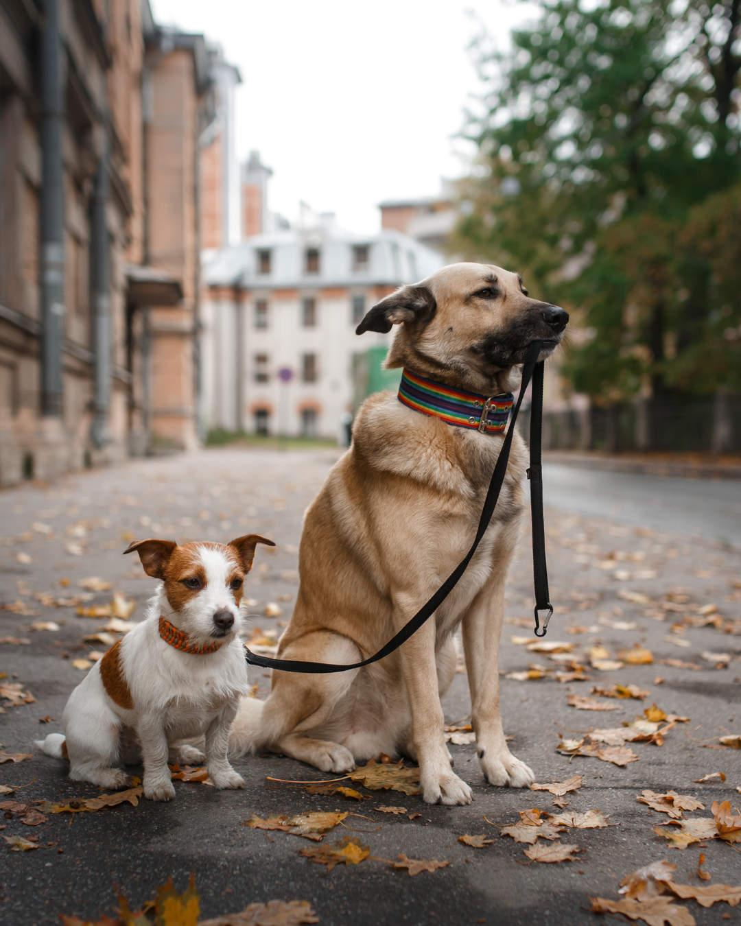Le Zampe: Come pulirle e prendersene cura al meglio