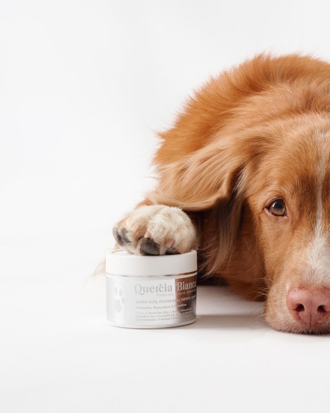 Zampe e polpastrelli