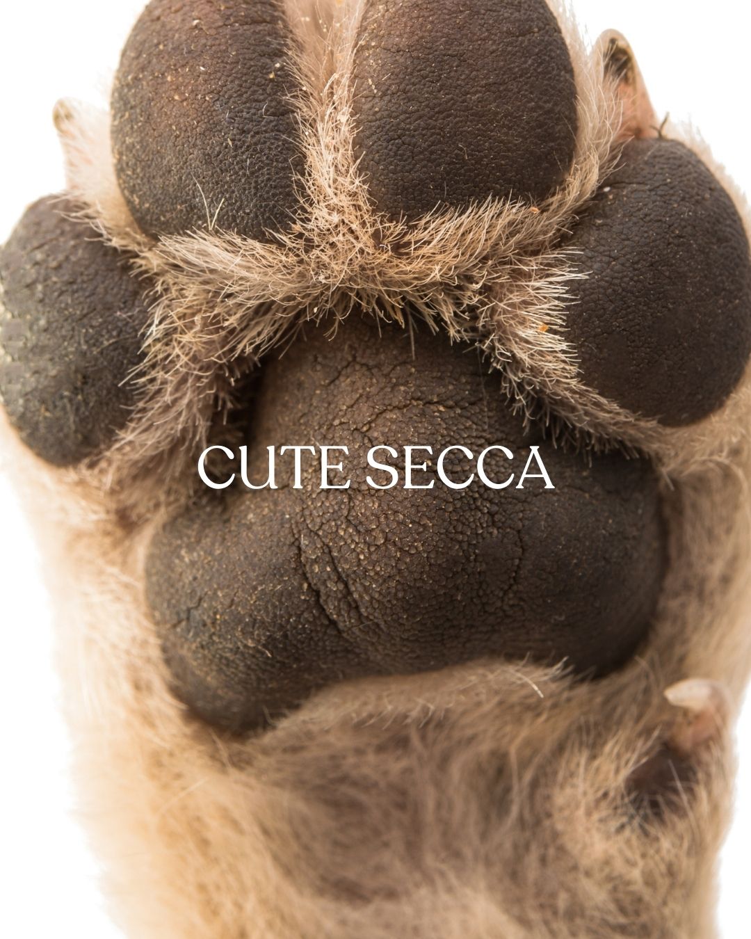Kit Cute secca