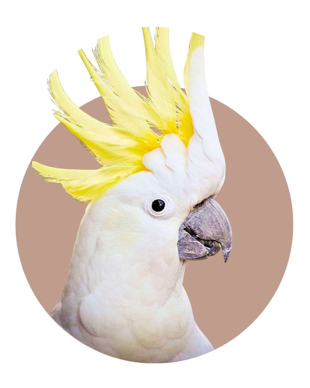 Cacatua