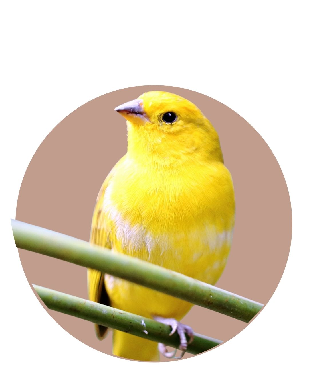 Canarino e Fringuello