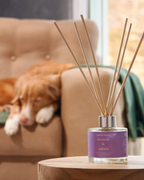 Mikado Lavanda & Natura