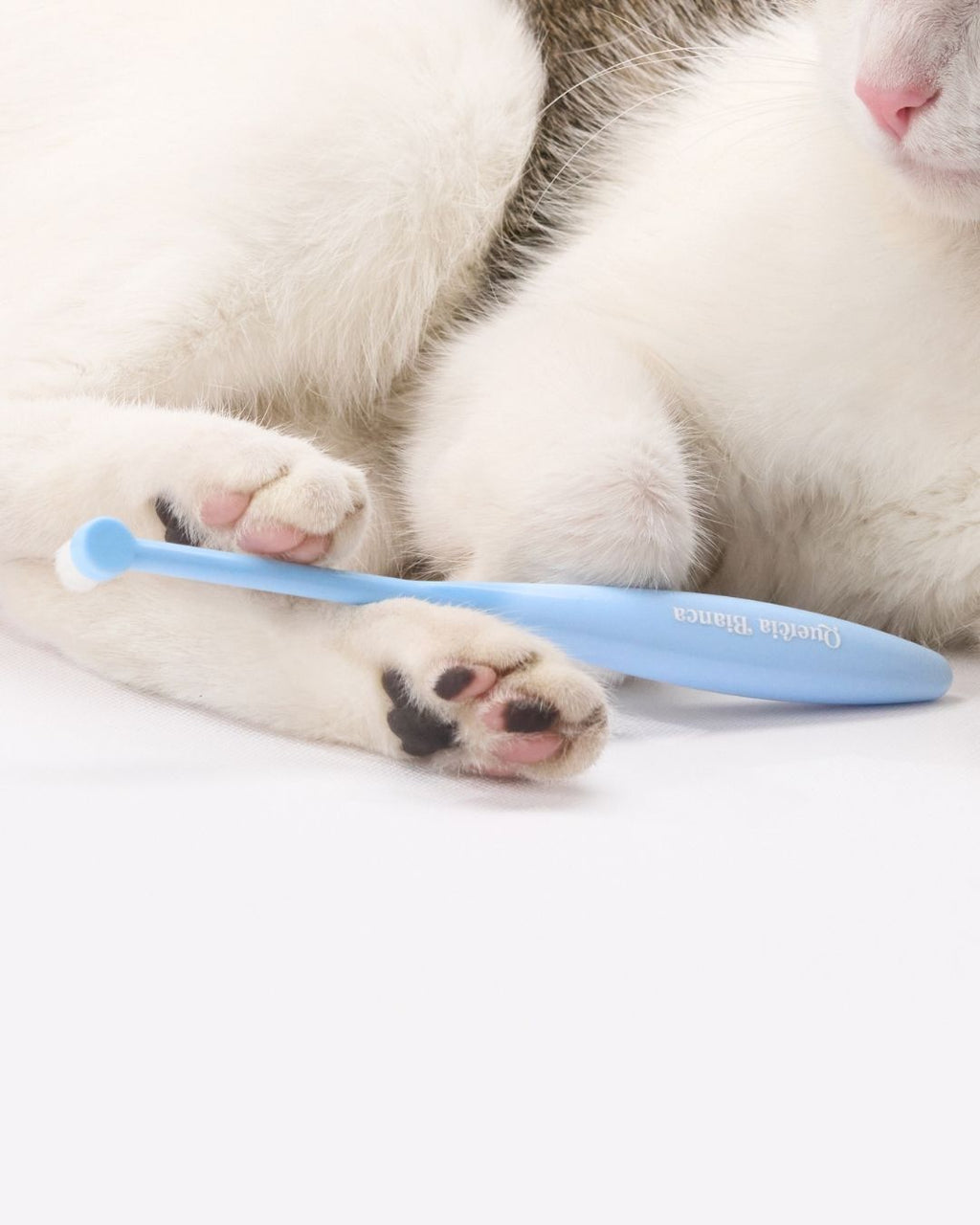 Spazzolino Cute, Denti, Oftalmico | Giotto
