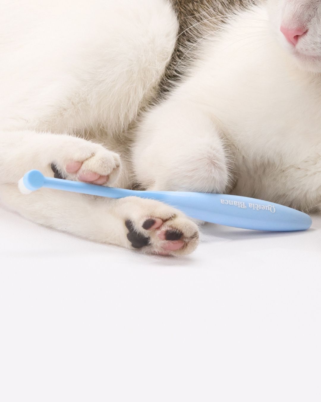 Spazzolino Cute, Denti, Oftalmico | Giotto