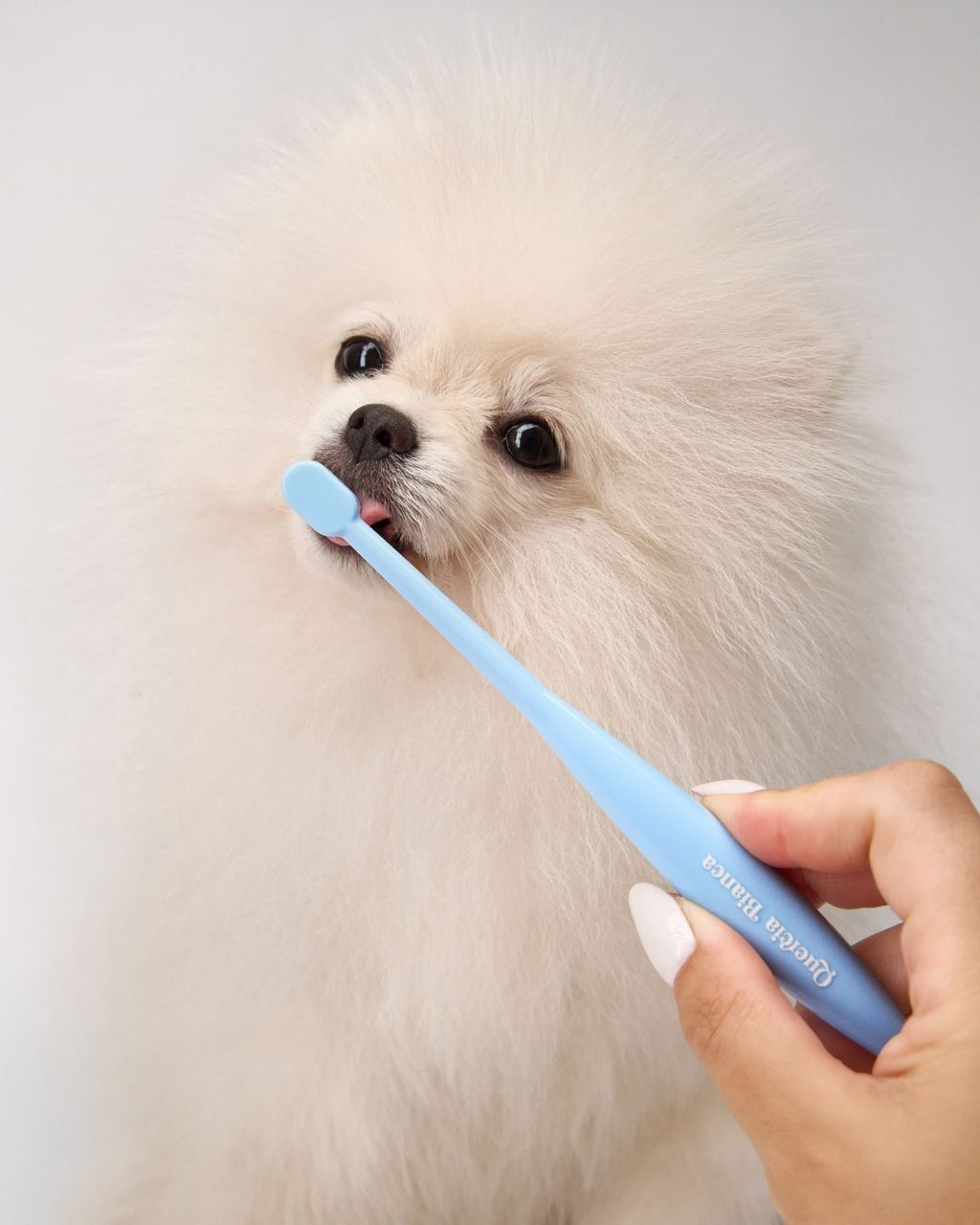 Spazzolino Cute, Denti, Oftalmico | Giotto