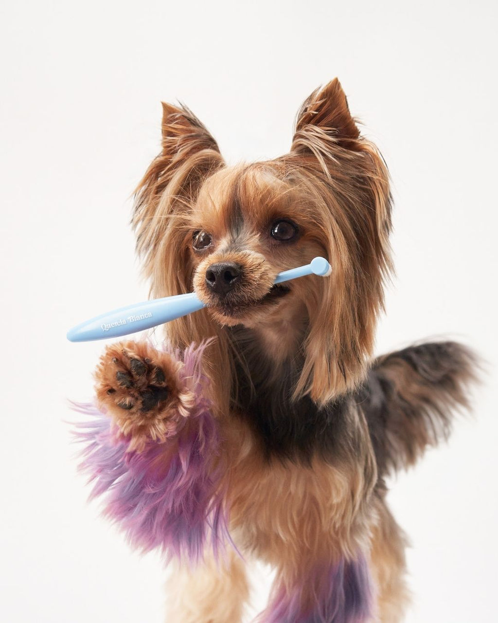 Spazzolino Cute, Denti, Oftalmico | Giotto