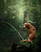Spray repellente profumato per animali e umani