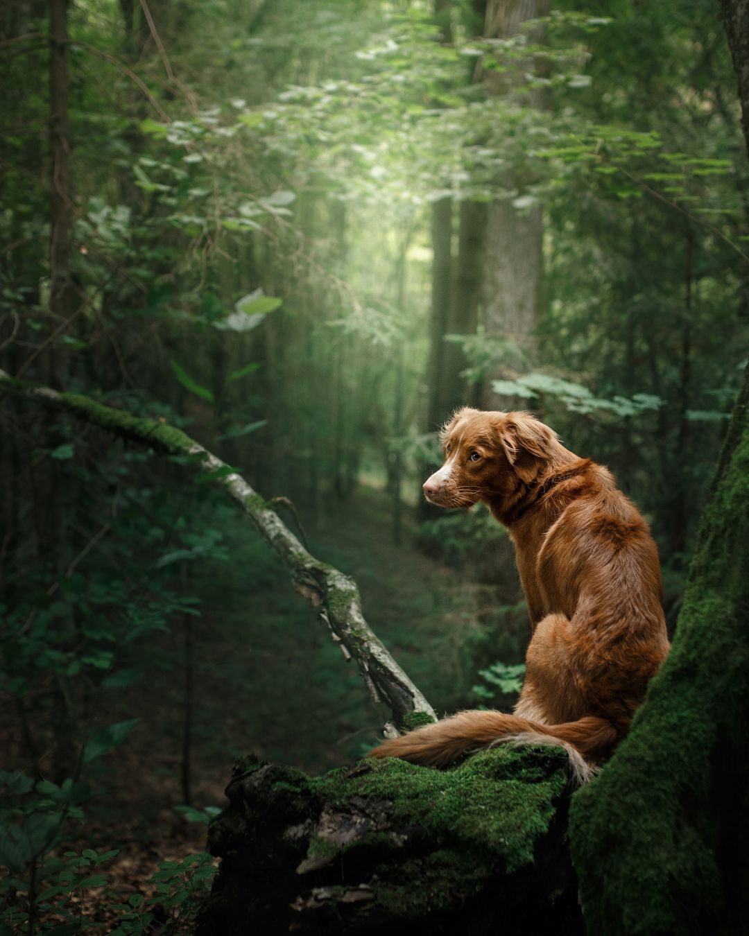 Spray repellente profumato per animali e umani