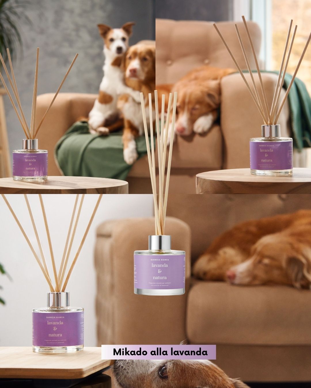 Mikado Lavanda & Natura